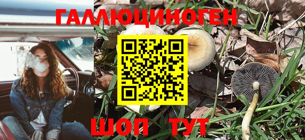 Псилоцибиновые грибы мицелий Киселёвск